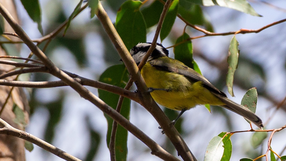 Eastern Shrike-tit - ML647256028