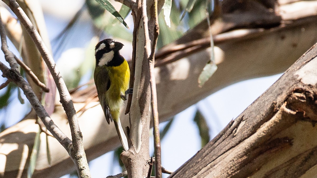 Eastern Shrike-tit - ML647256029