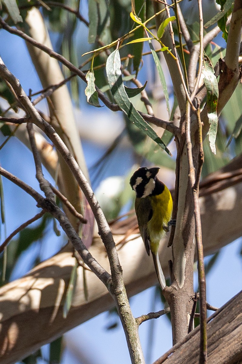 Eastern Shrike-tit - ML647256030
