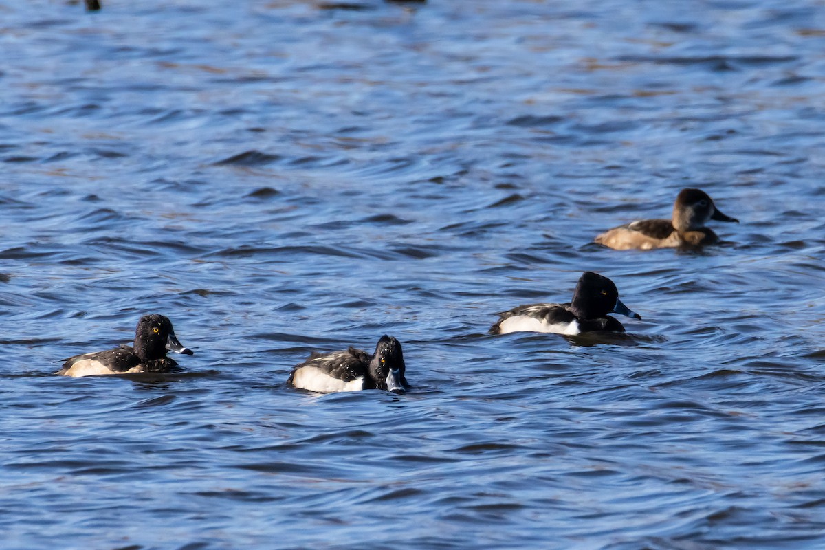 polák proužkozobý - ML647256031