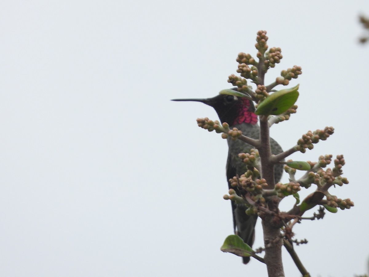 Anna's Hummingbird - ML647256032
