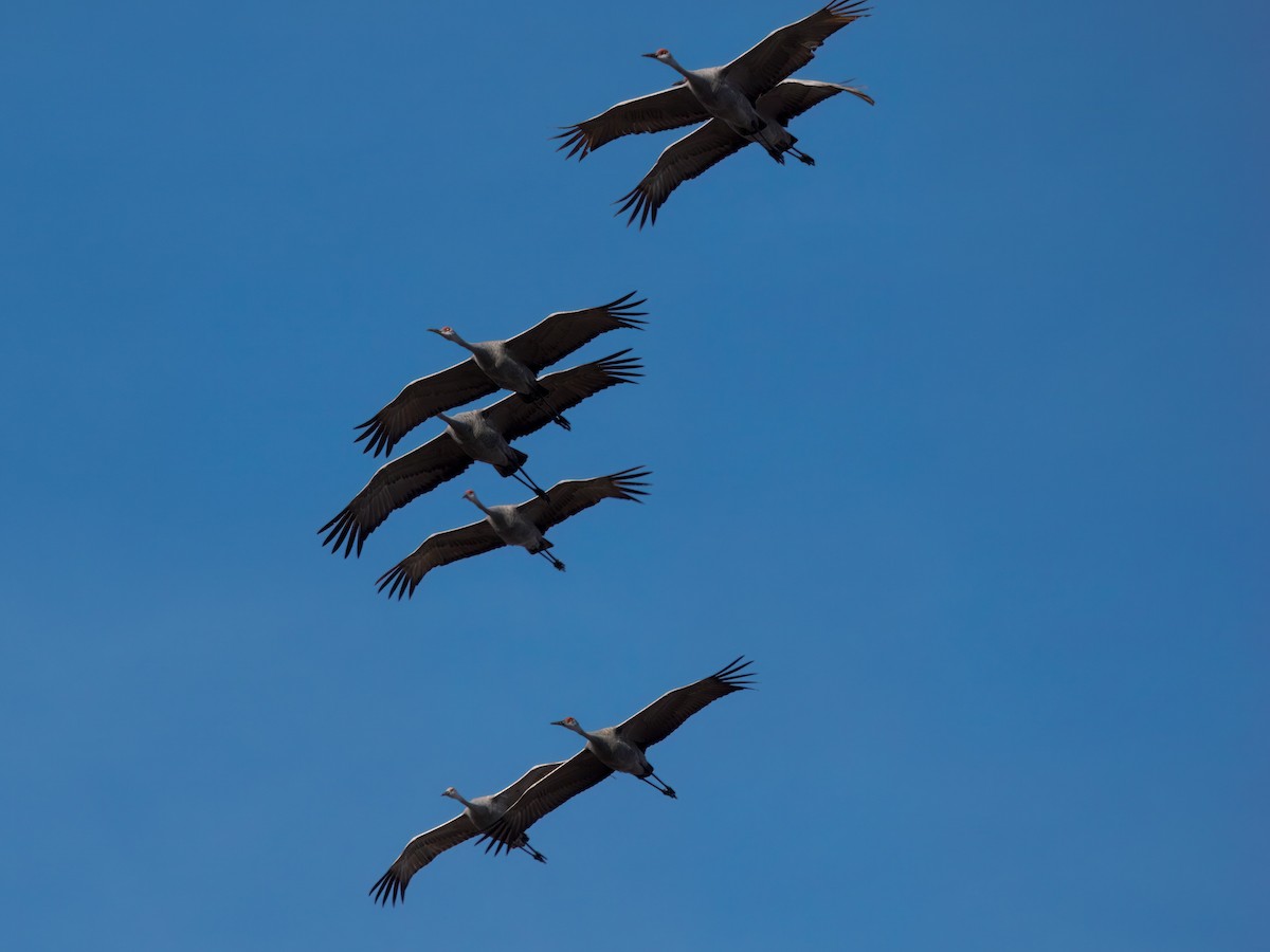 Sandhill Crane - ML647256040