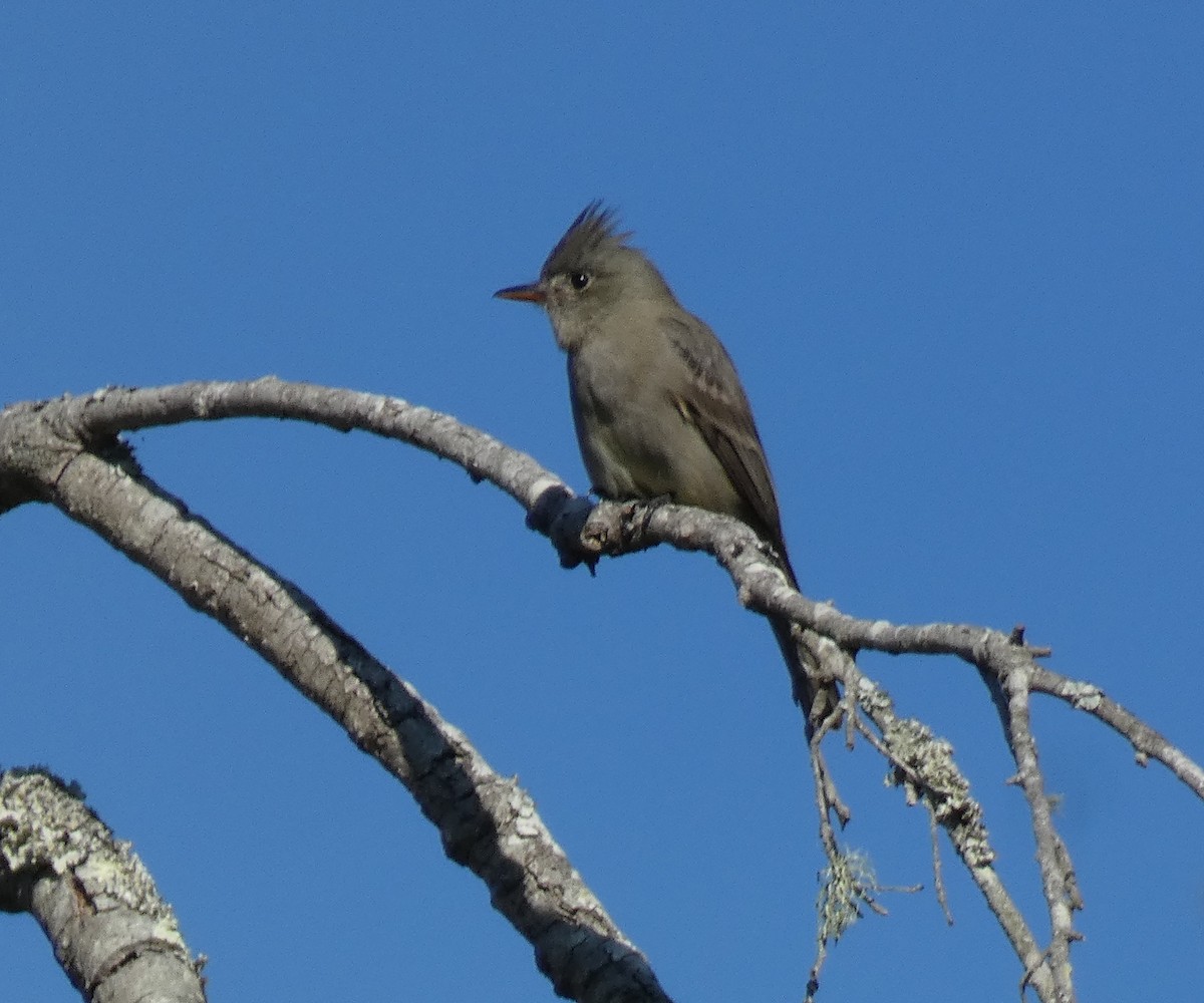 メキシコヒタキモドキ - ML647256043