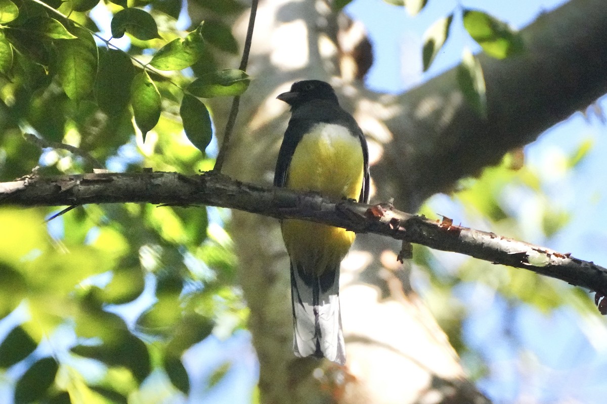 Citreoline Trogon - ML647256052