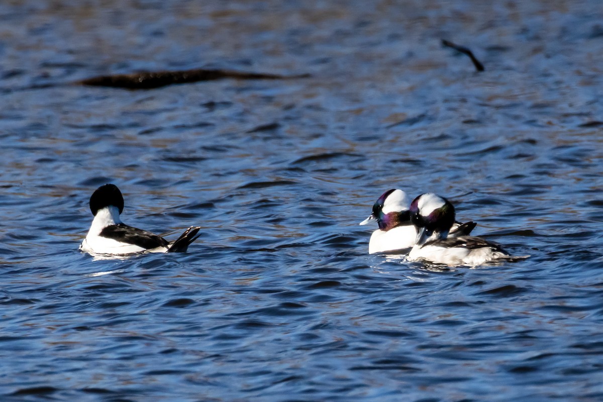 hohol bělavý - ML647256054