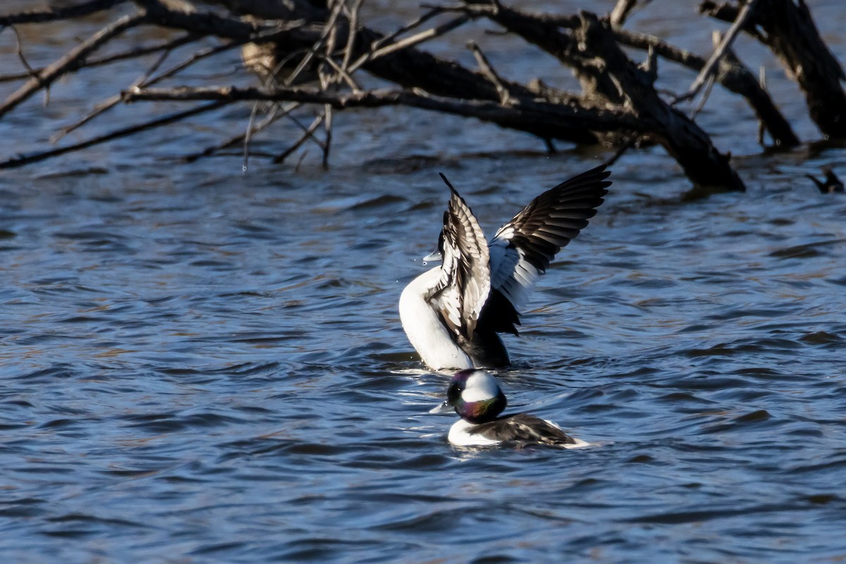 hohol bělavý - ML647256055