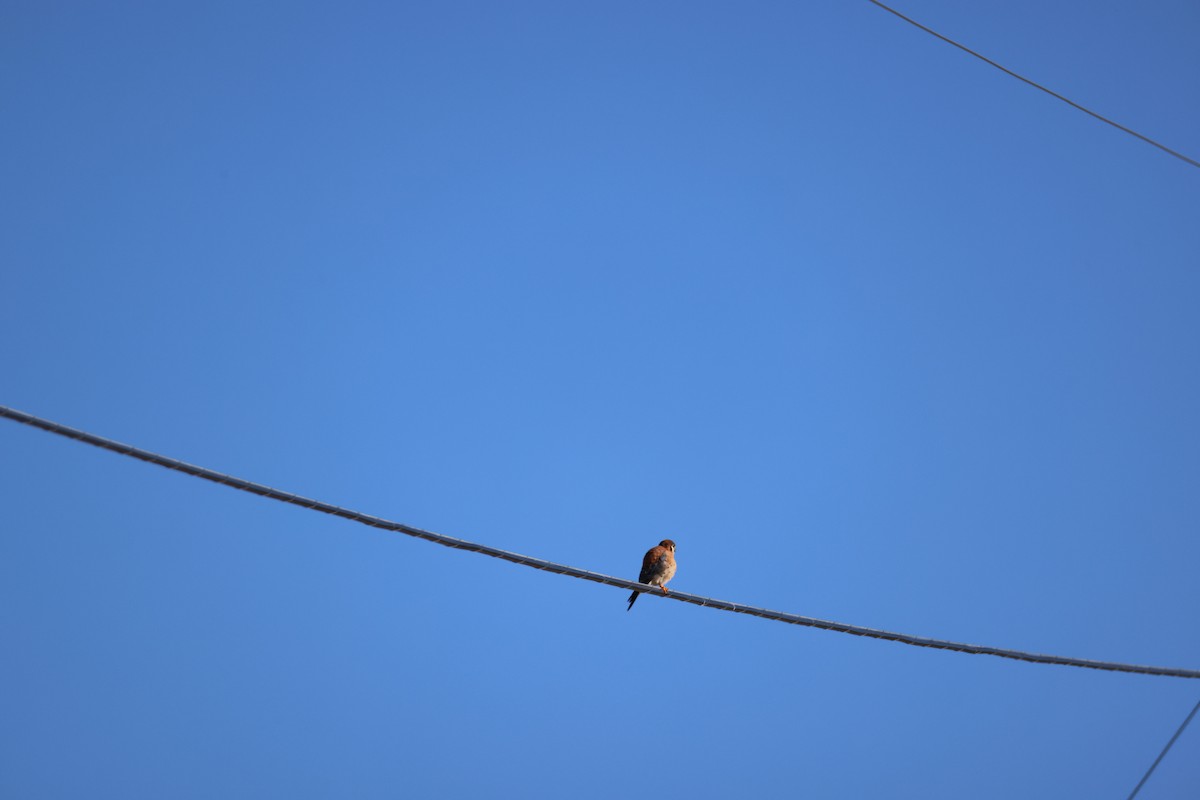 American Kestrel - ML647256056