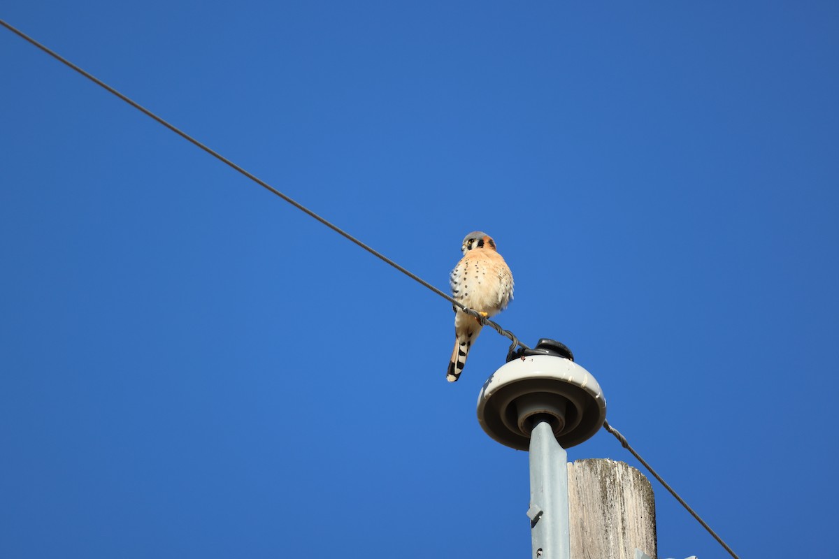 American Kestrel - ML647256057