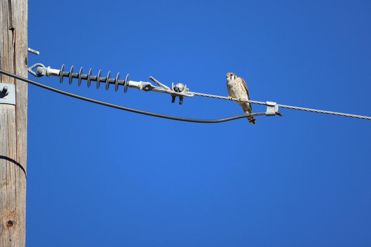 American Kestrel - ML647256058