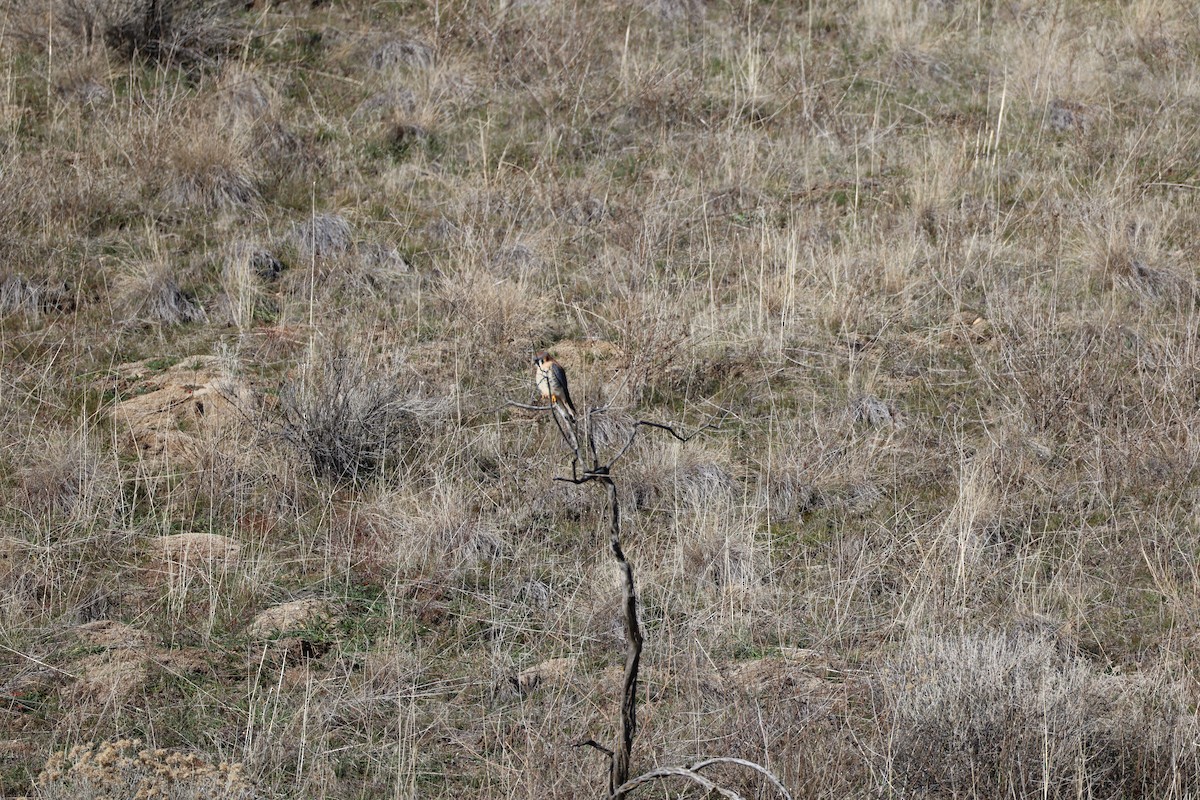 American Kestrel - ML647256059