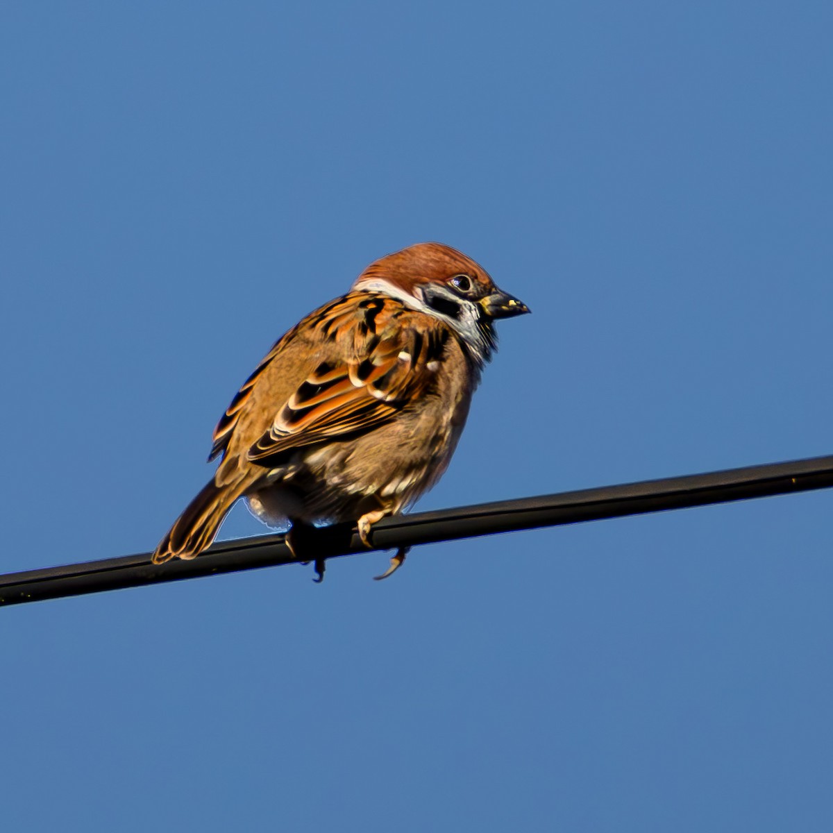 Горобець польовий - ML647256062