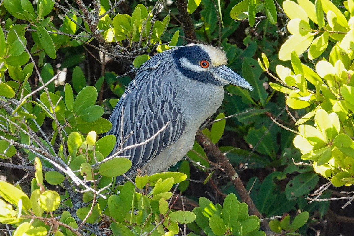 kvakoš žlutočelý - ML647256063