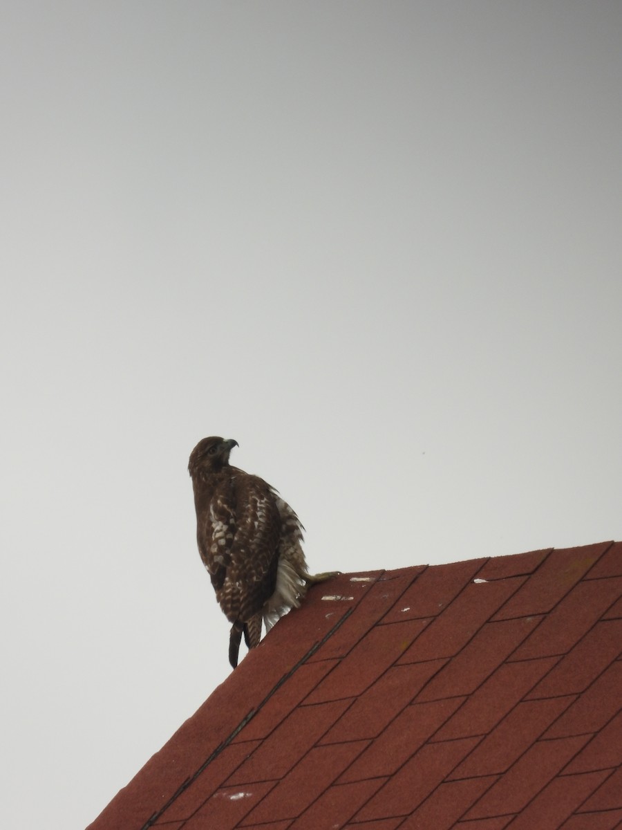 Red-tailed Hawk - ML647256066
