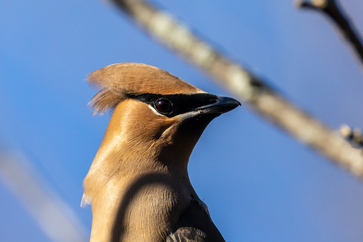 brkoslav americký - ML647256069