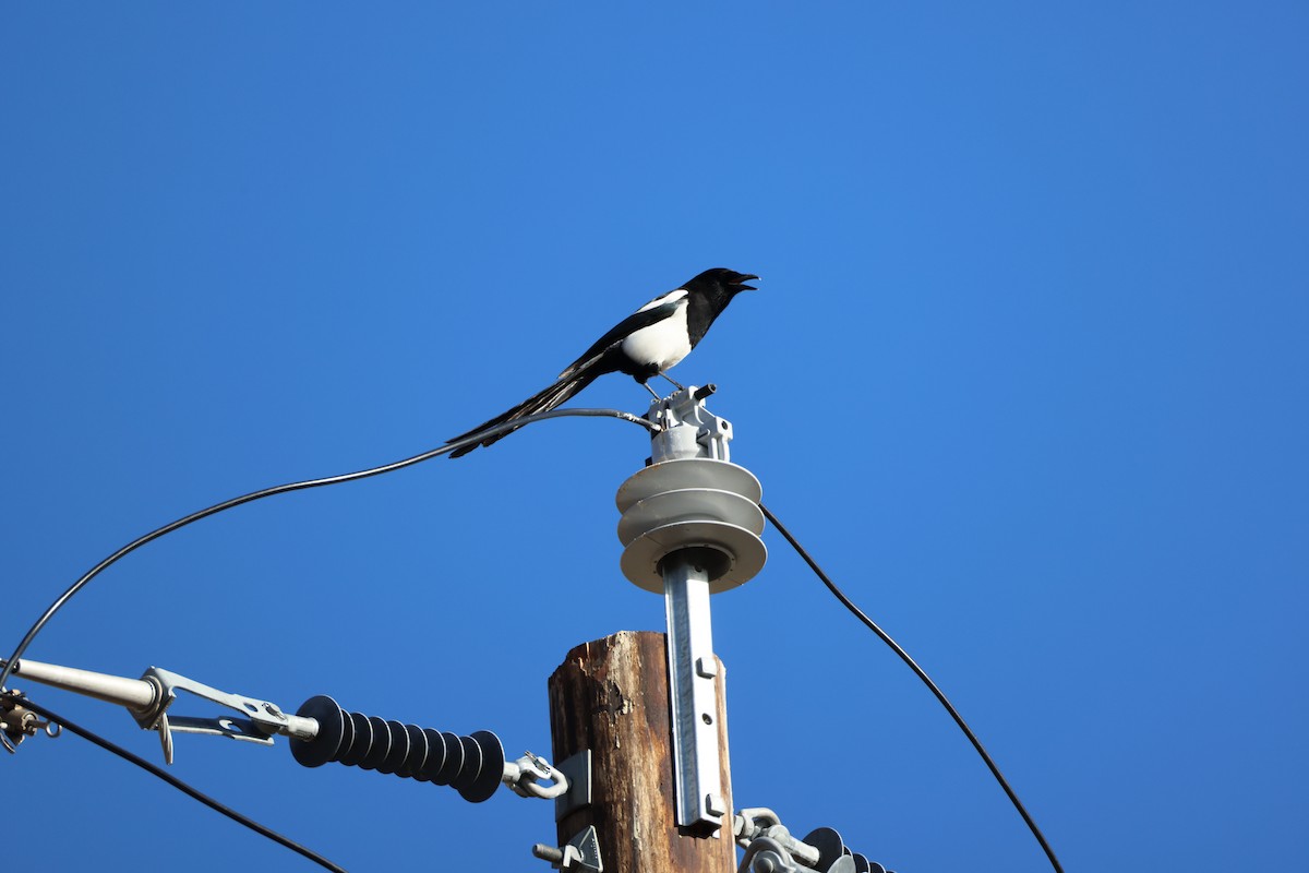 Black-billed Magpie - ML647256072