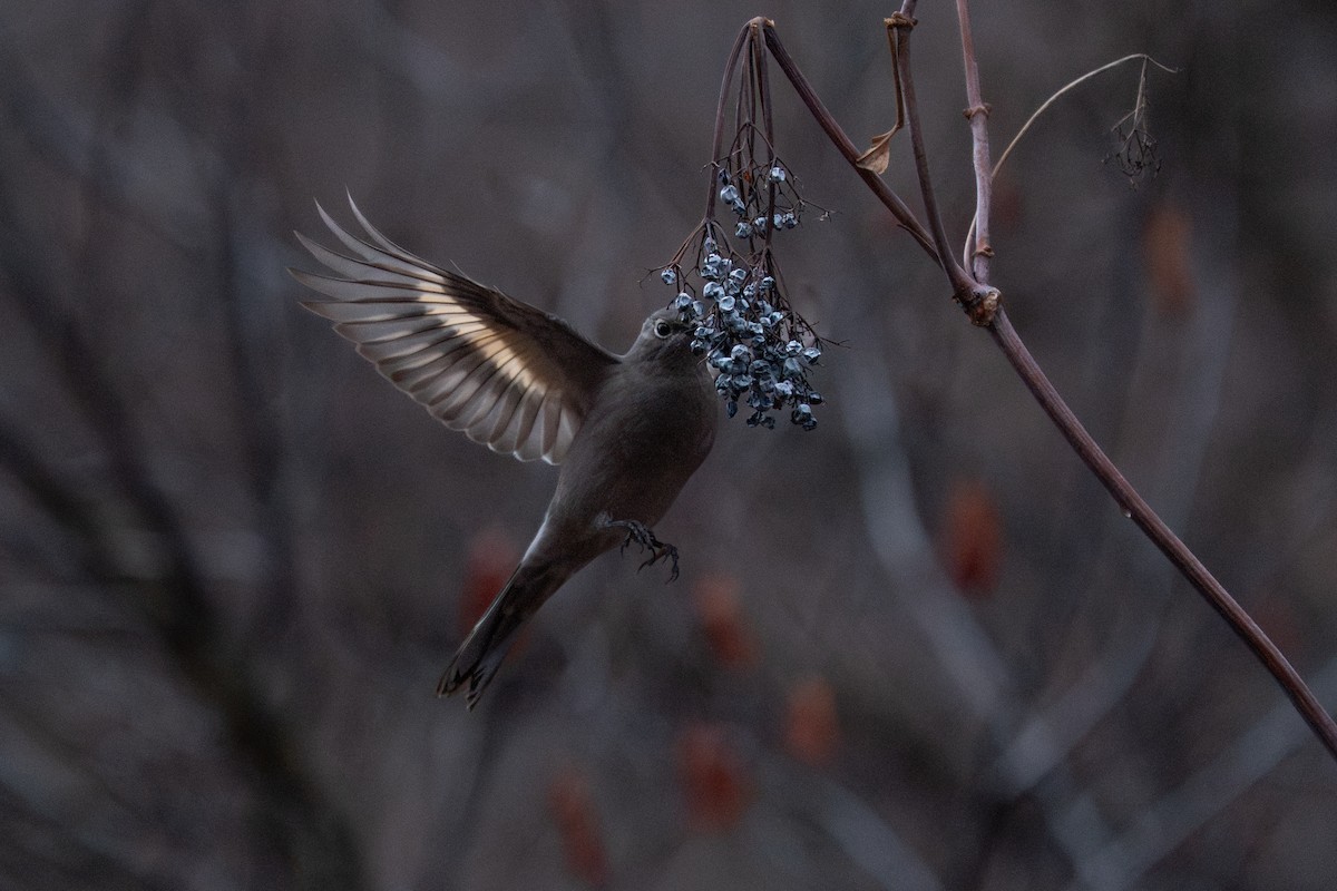 Townsend's Solitaire - ML647256090