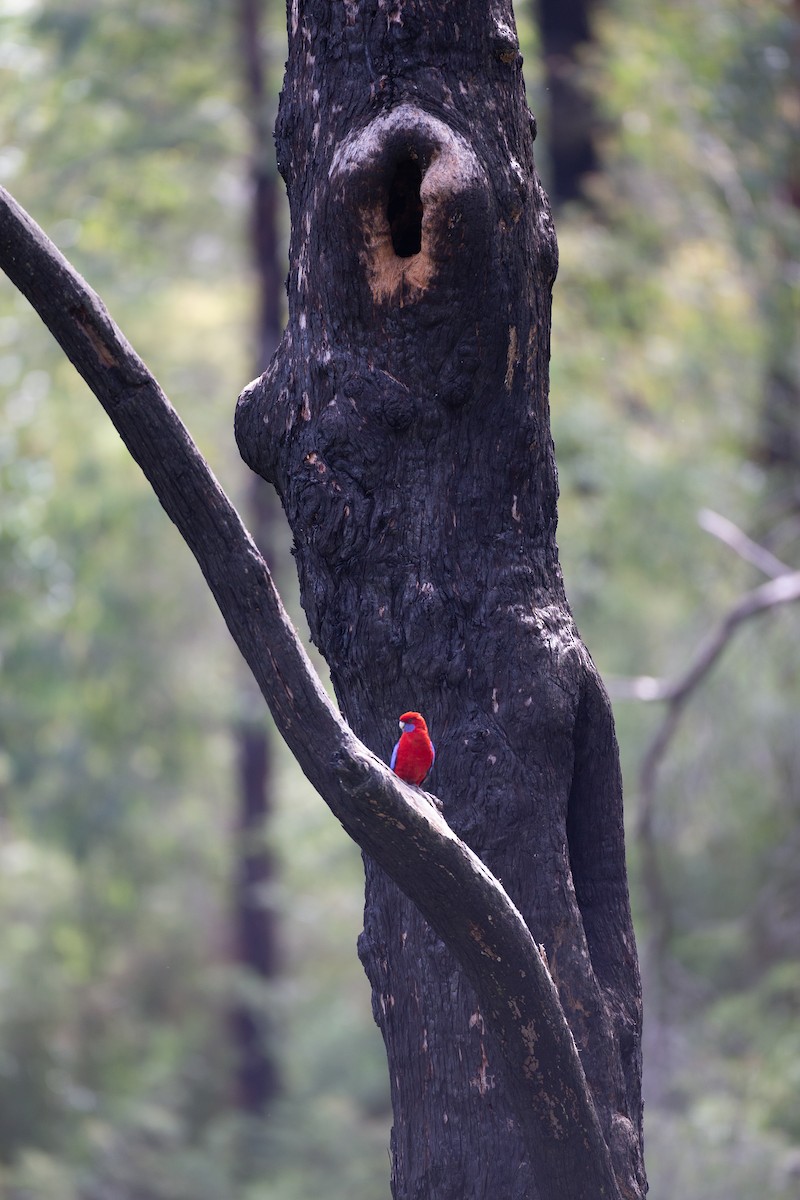 アカクサインコ（elegans グループ） - ML647256095