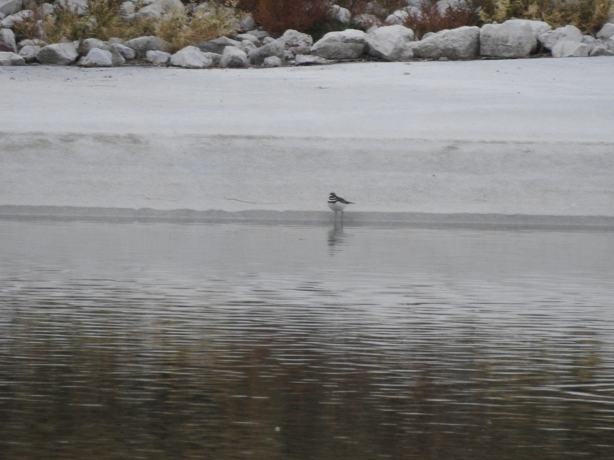 Killdeer - ML647256103