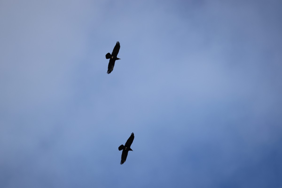 Common Raven - ML647256108