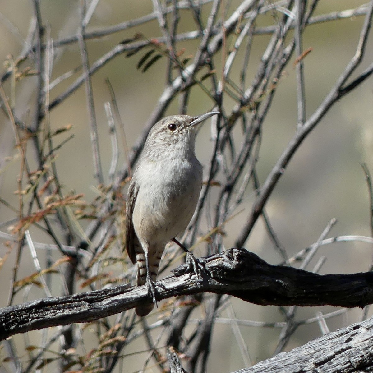 Rock Wren - ML647256110