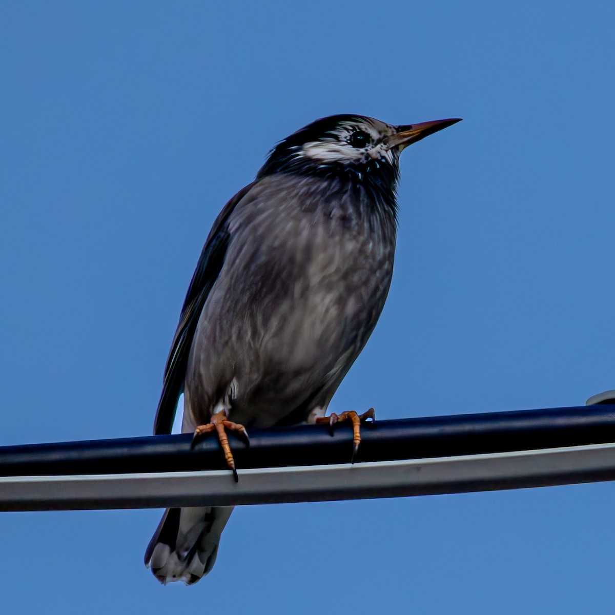 Шпак сірий - ML647256120