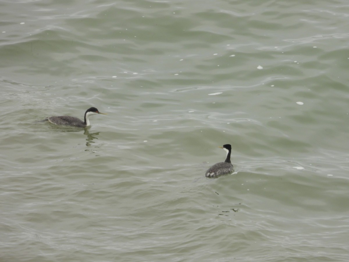 Western Grebe - ML647256121