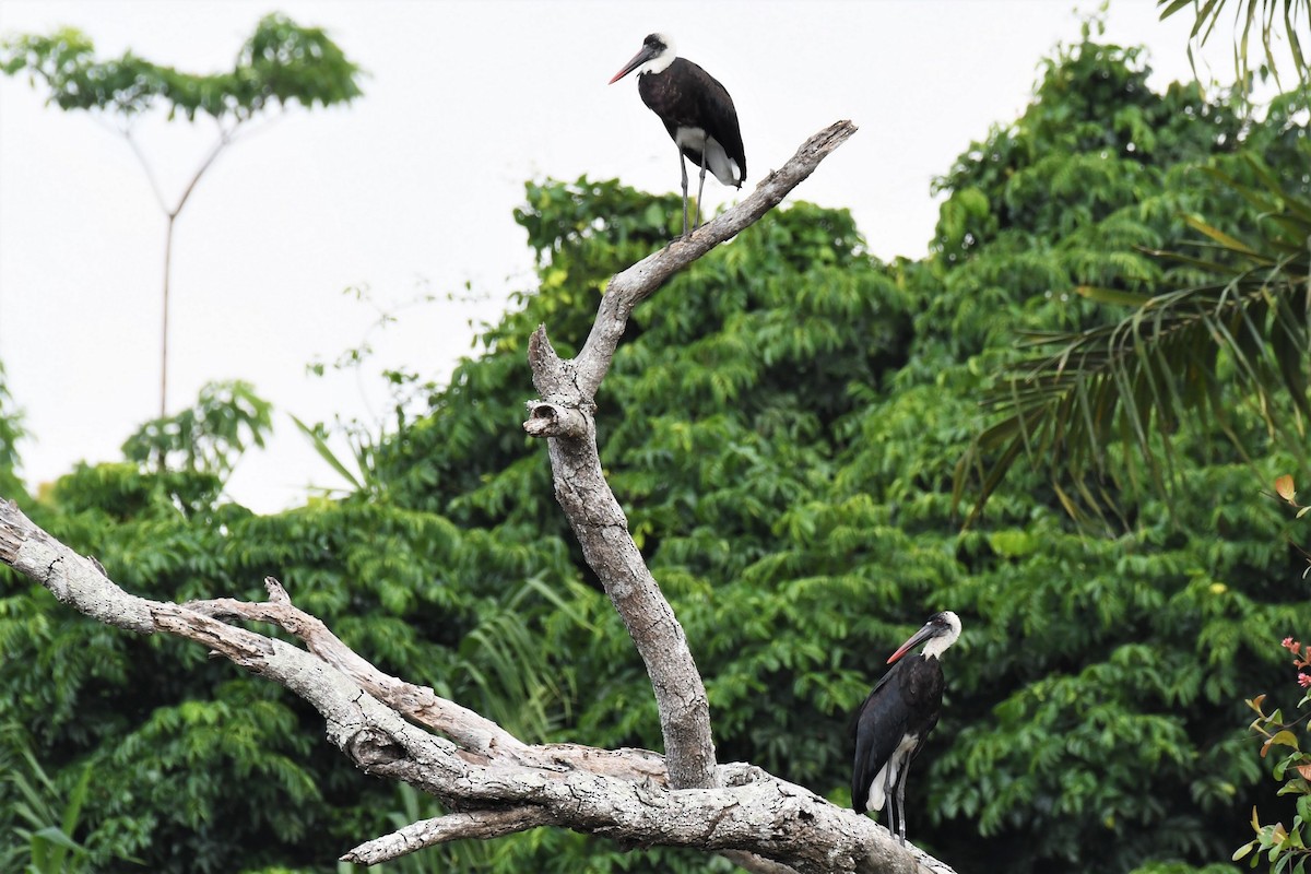 African Woolly-necked Stork - ML647256122