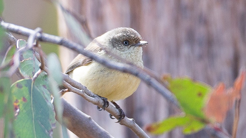 ウグイストゲハシムシクイ - ML647256123