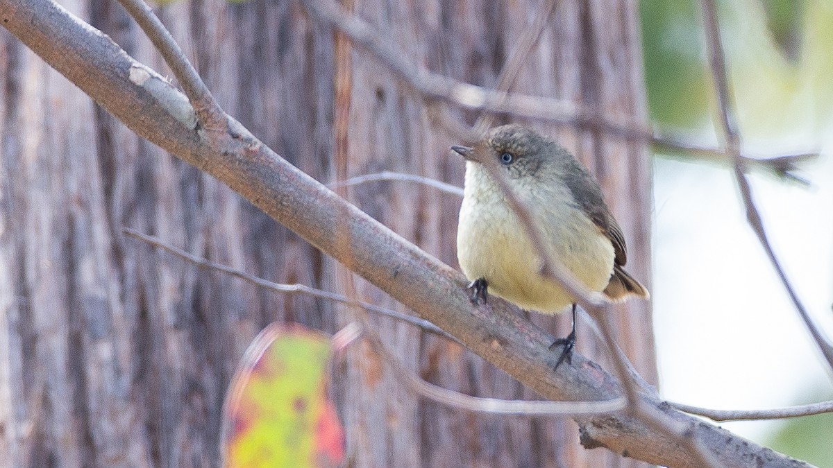 ウグイストゲハシムシクイ - ML647256124