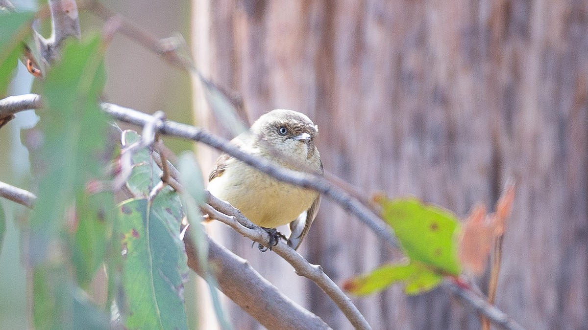 ウグイストゲハシムシクイ - ML647256125