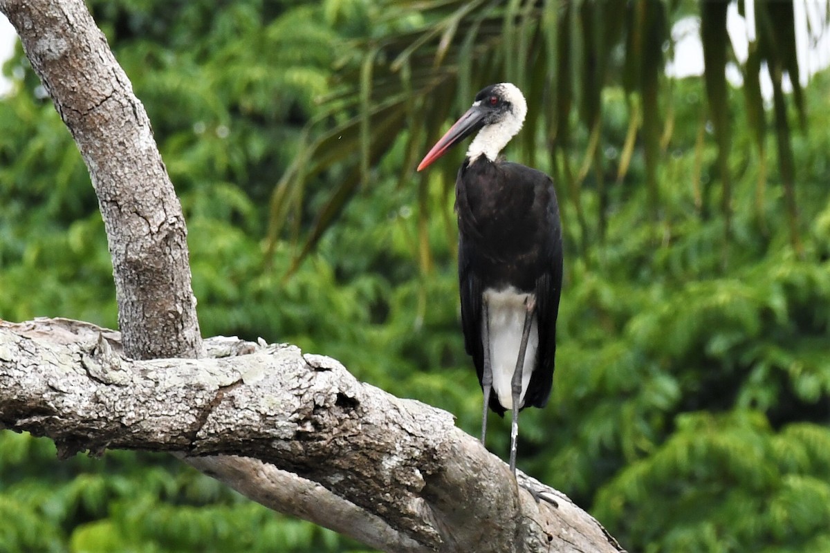 African Woolly-necked Stork - ML647256126