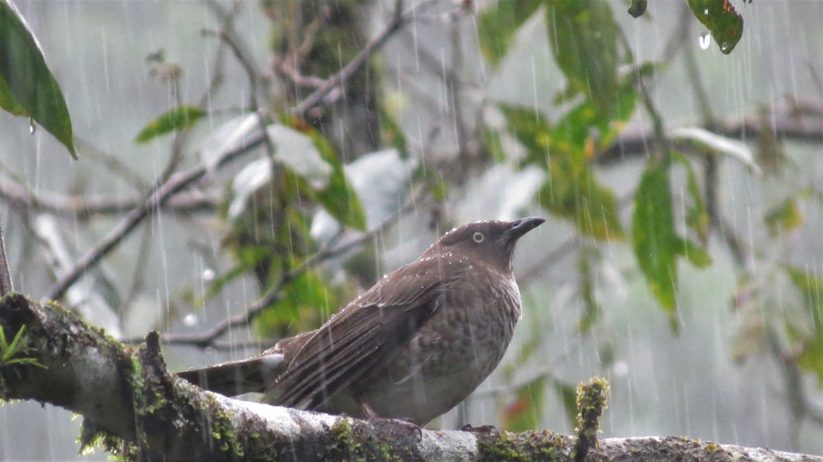 Scaly-breasted Thrasher - ML647256135