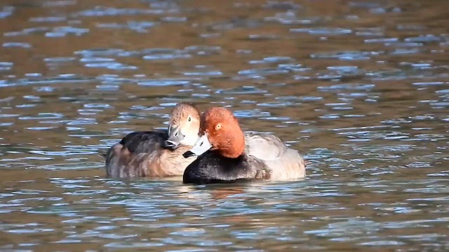 Redhead - ML647256148
