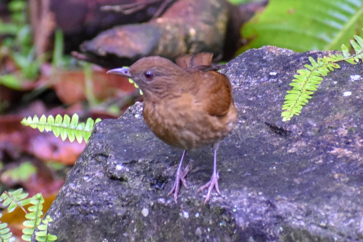 Hauxwell's Thrush - ML647256164