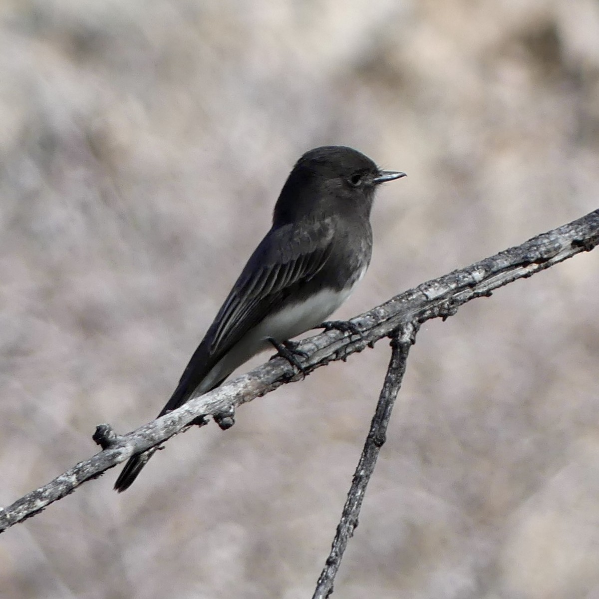 Black Phoebe - ML647256167