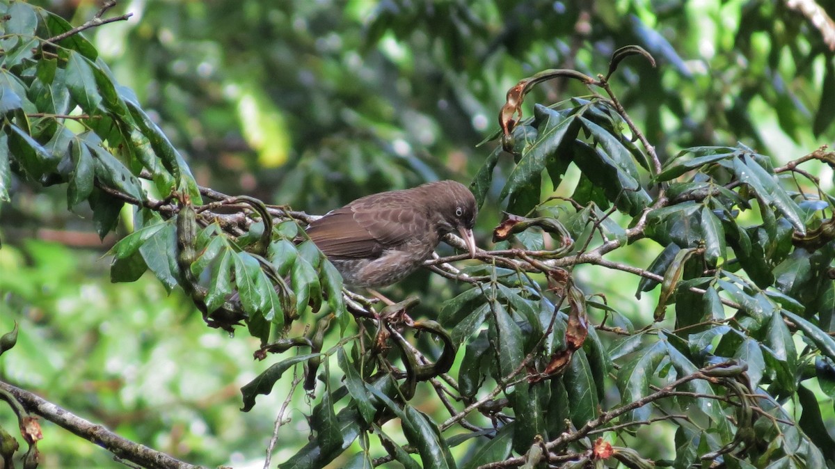 Pearly-eyed Thrasher - ML647256173