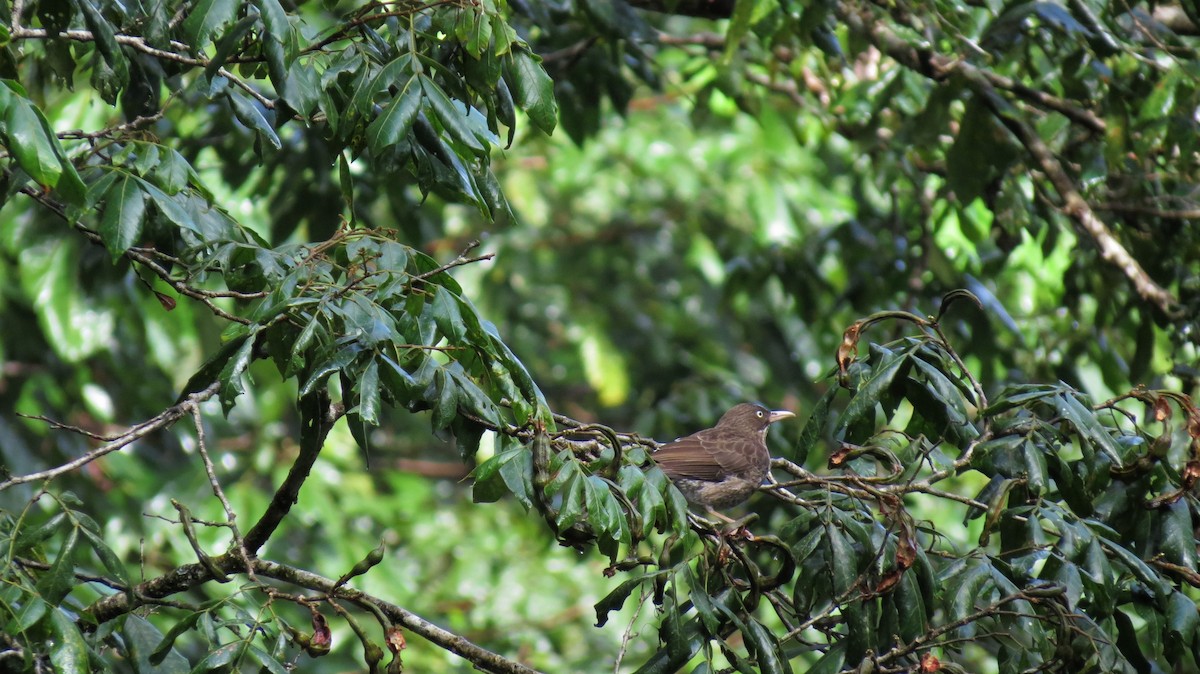 Pearly-eyed Thrasher - ML647256175