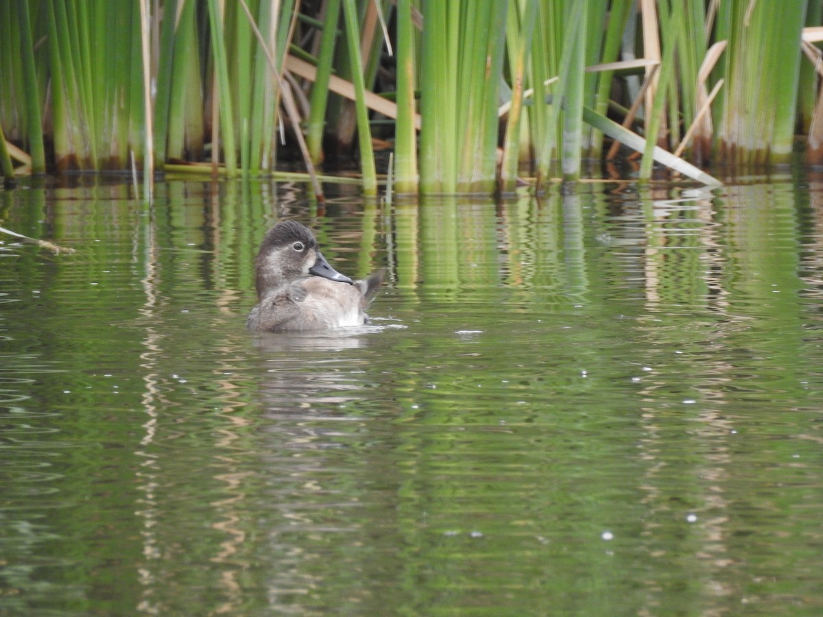 Ring-necked Duck - ML647256176
