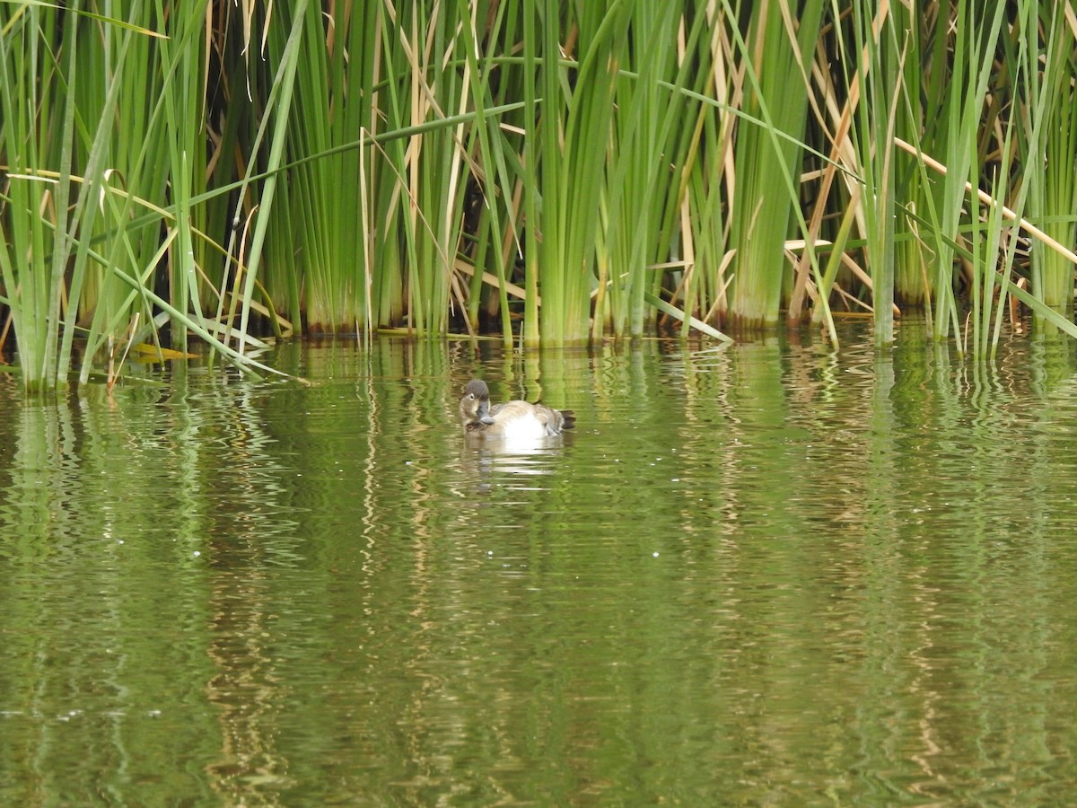 Ring-necked Duck - ML647256177