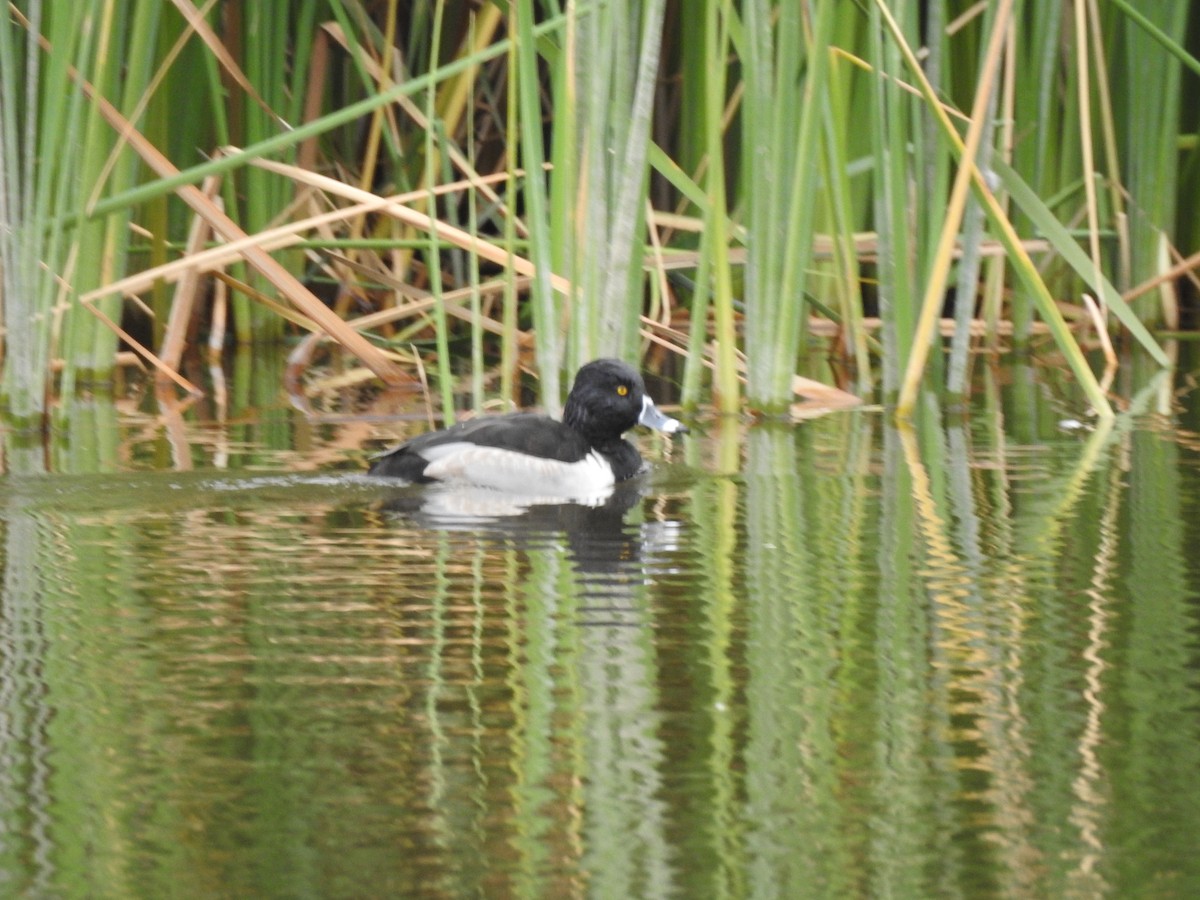 Ring-necked Duck - ML647256178