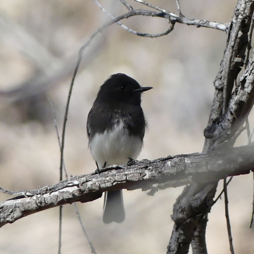 Black Phoebe - ML647256181