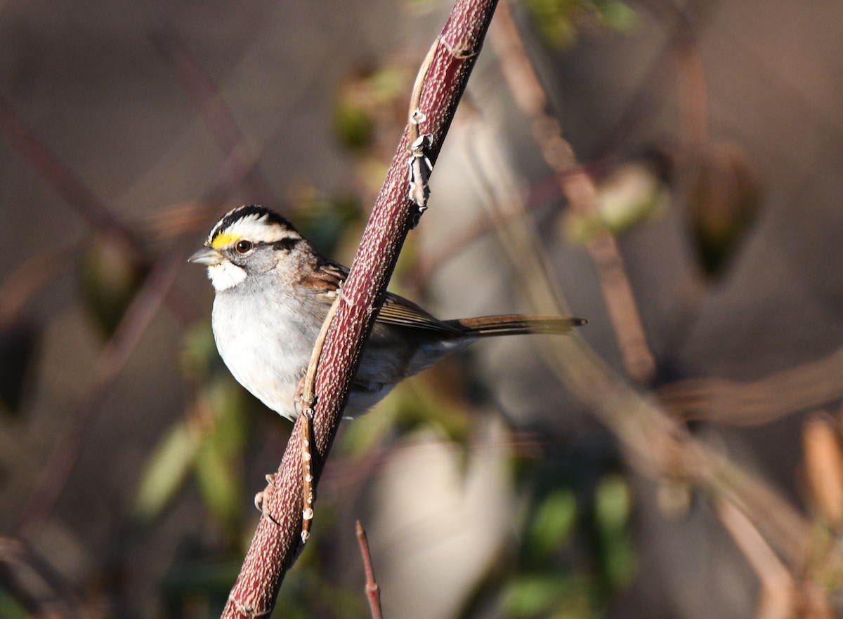 strnadec bělohrdlý - ML647256182