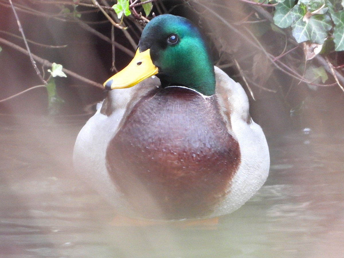 Mallard - ML647256195