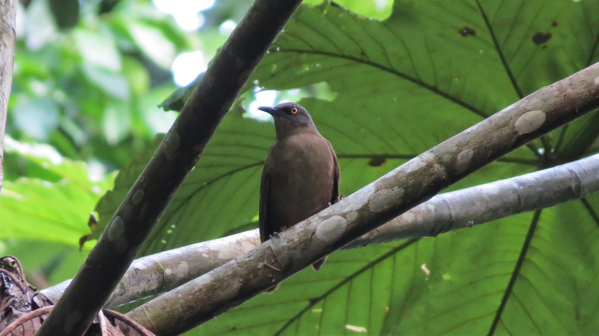 Brown Trembler - ML647256196