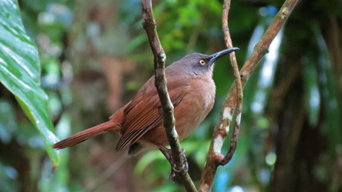 Brown Trembler - ML647256197