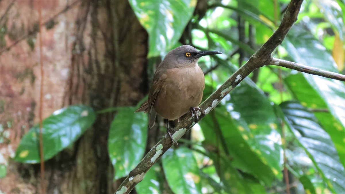 Brown Trembler - ML647256198