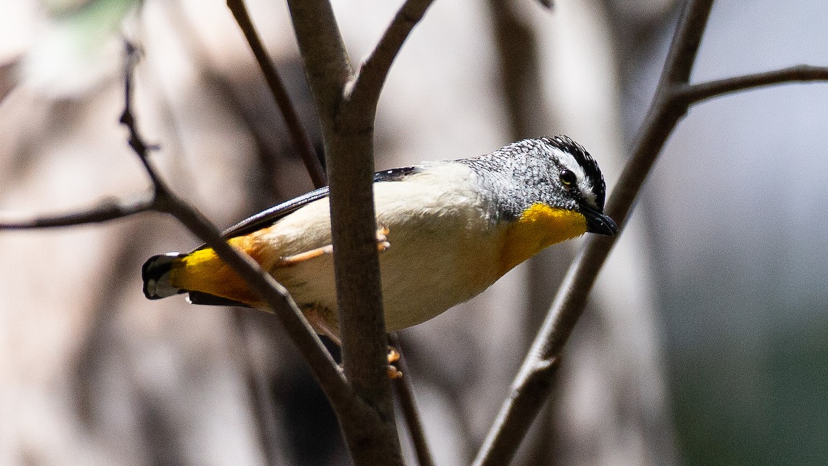 ホウセキドリ - ML647256201