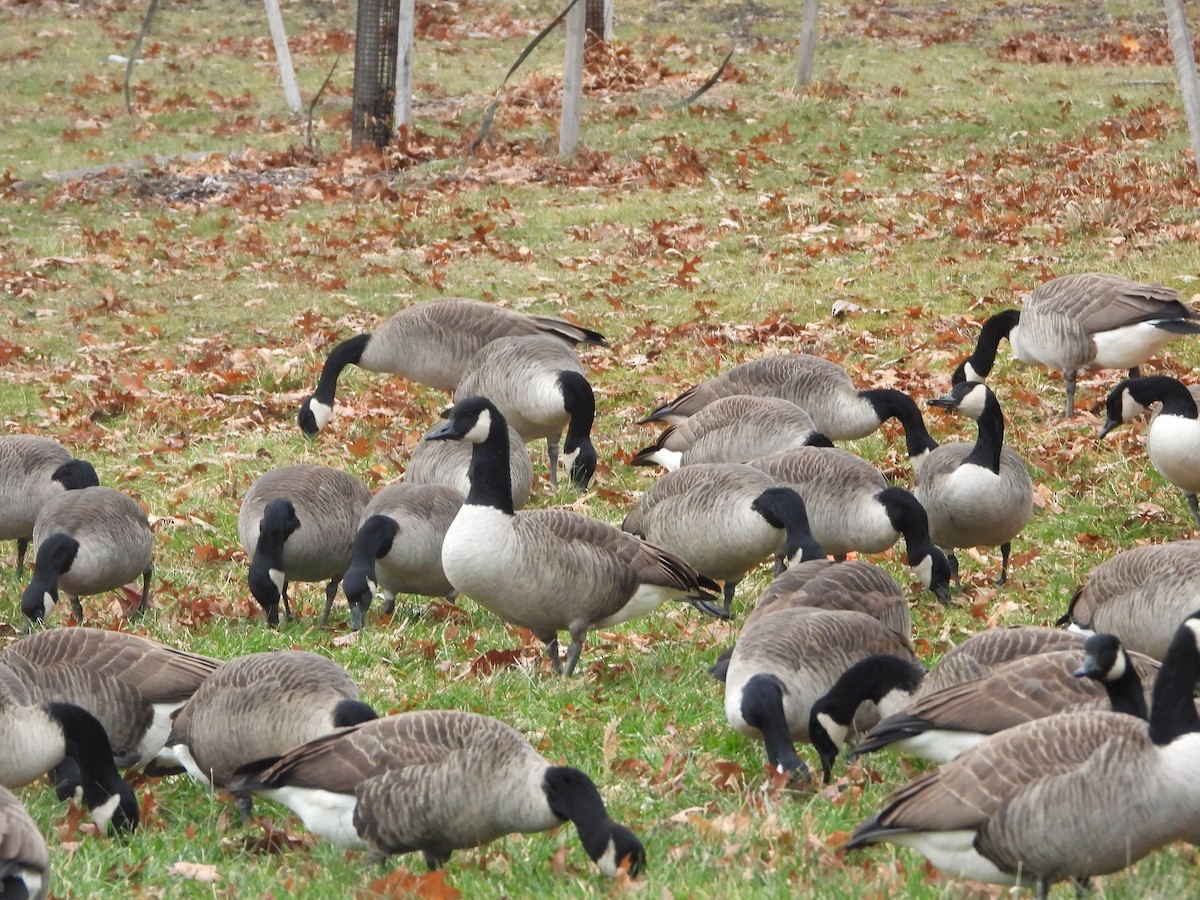 Canada Goose - ML647256202