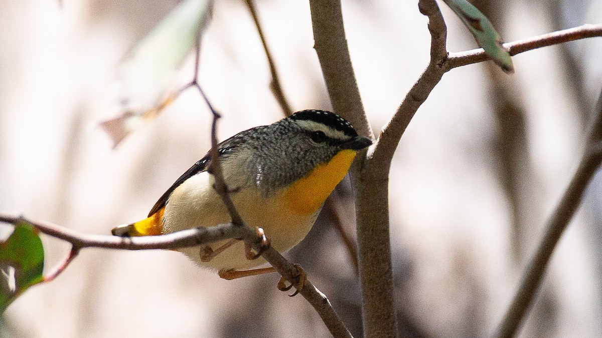 ホウセキドリ - ML647256203