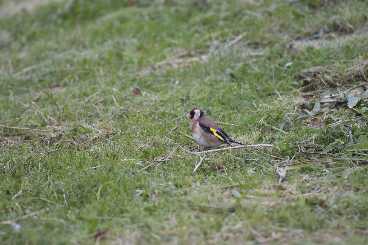 European Goldfinch - ML64725621